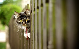 brown tabby cat peeking on fence